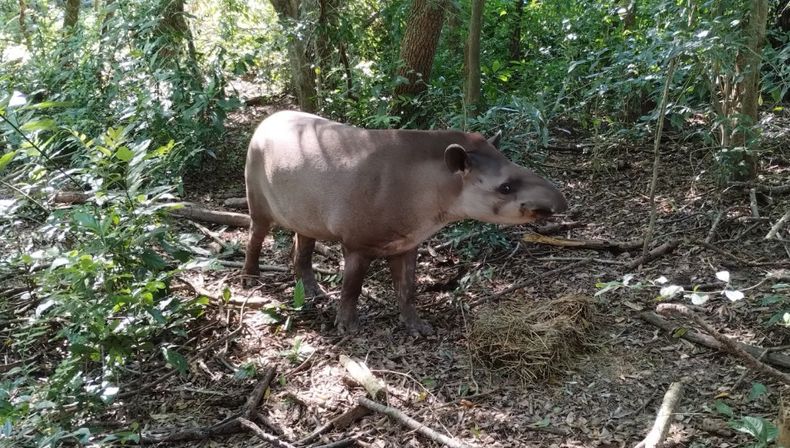 Es la primera vez que se detecta rabia en un tapir, el mamífero terrestre silvestre más grande de Sudamérica, emparentado lejanamente con los caballos.