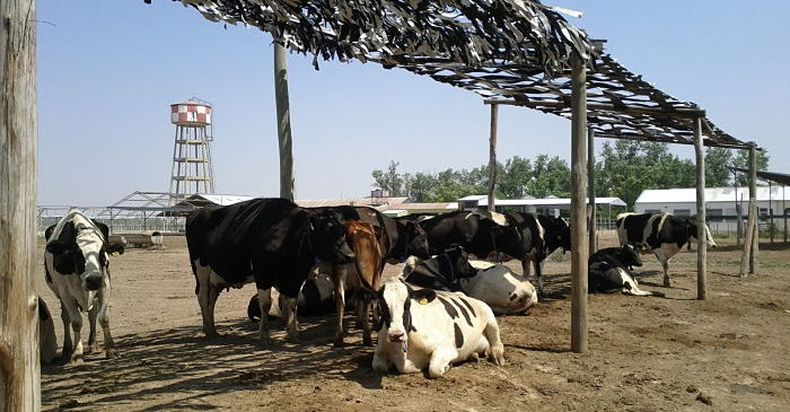 Tambo e1576609391218.jpg