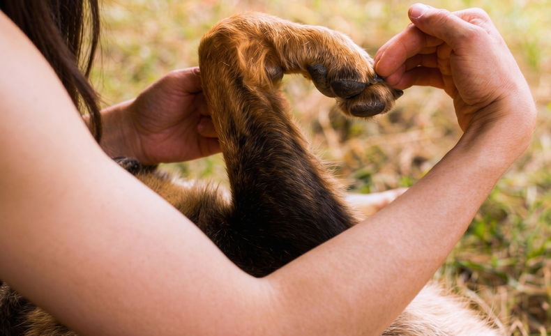 El Colegio de Veterinarios de Buenos Aires conmemoró el Día del Animal en Argentina.