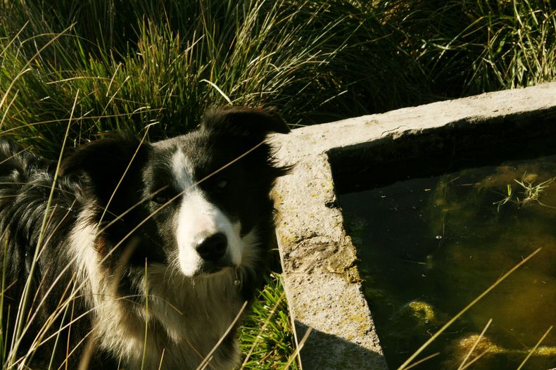 Producción ganadera. Senasa recuerda la importancia de trabajar en la prevención.