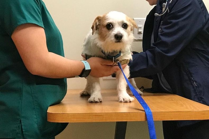 Oncología veterinaria: nuevas herramientas para mejorar la calidad de vida canina.