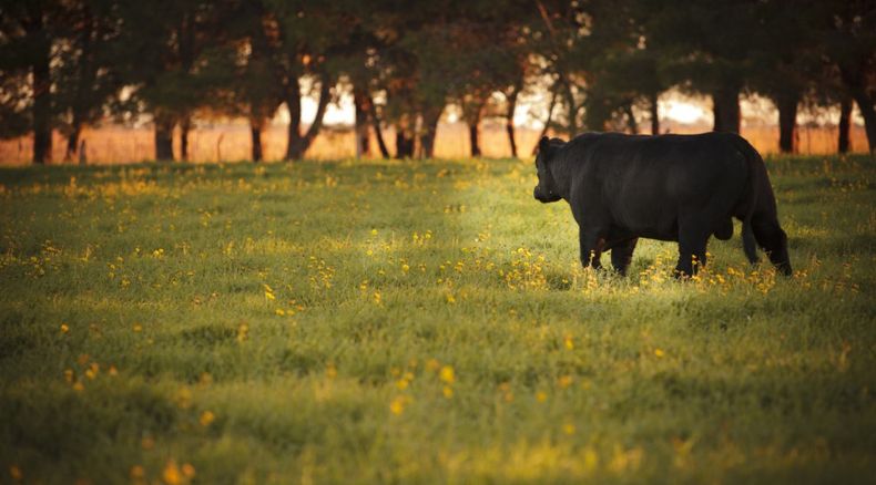 Senasa brinda recomendaciones clave para prevenir la leptospirosis.