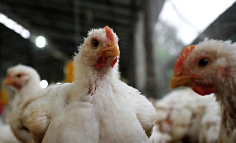 Se dispusieron estrategias de vigilancia epidemiológica activa para la detección de influenza aviar.