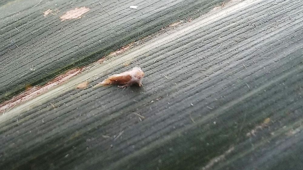 Monitoreo clave para frenar el avance de la chicharrita.