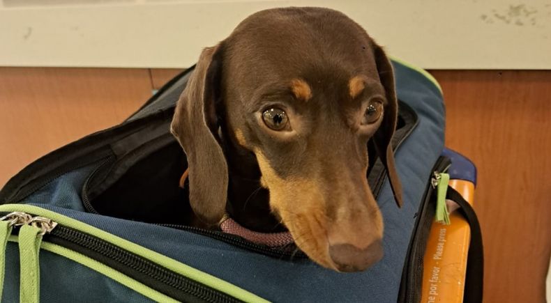 &nbsp;El CVI es expedido por el Senasa para viajar al exterior con animales de compañía.