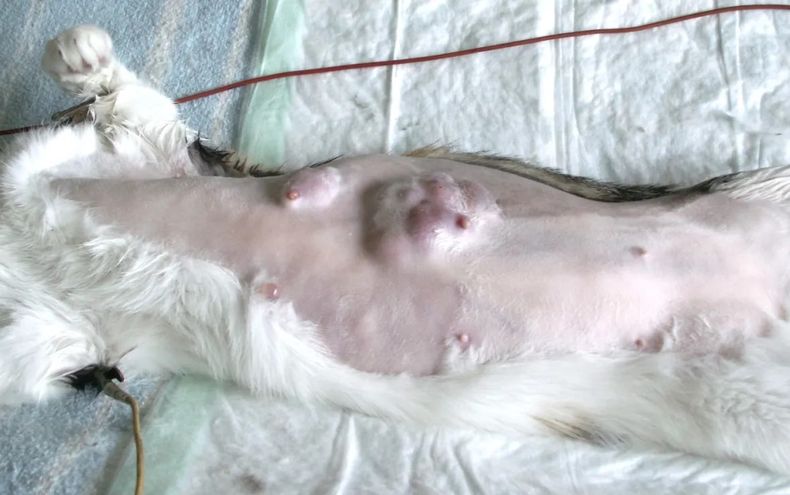 Cáncer de mama en felinos: la tercera neoplasia más frecuente en esta especie.