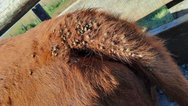 La garrapata bovina es una restricción a la productividad ganadera produciendo severas pérdidas económicas.