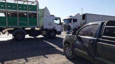 La nueva medida del Senasa busca reforzar la higiene en el transporte animal.