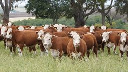 La fertilización impulsa la producción de forrajes y la rentabilidad. La fertilización impulsa la producción de forrajes y la rentabilidad.