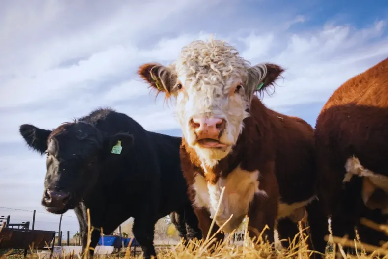 Tecnología y datos mejoran la eficiencia de la producción ganadera.