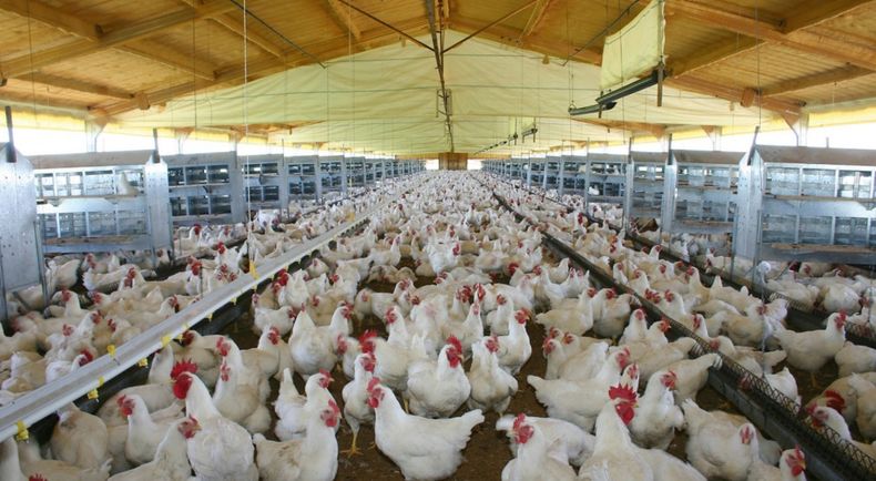 Suben las exportaciones aviares tras recuperar el estatus sanitario.