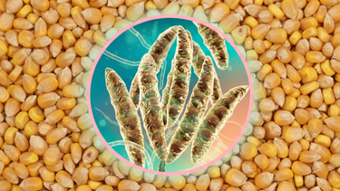 Micotoxinas. Las Fumonisinas presentaron las concentraciones promedio más altas.