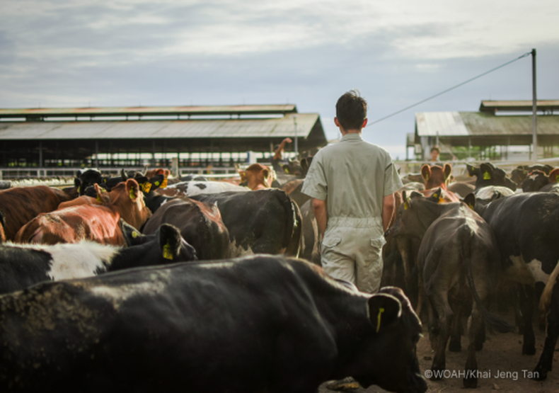 La OMSA impulsa el compromiso político por la sanidad animal global.