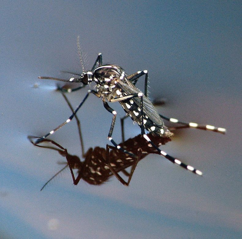 Mosquito dengue grande 3 1.jpg