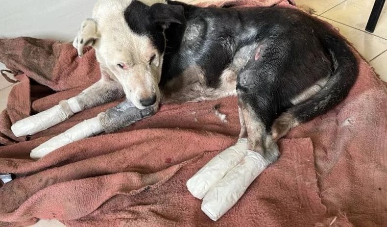 Velentín, el perro que inspirió la iniciativa. Sobrevivió gracias a la atención de veterinarios.
