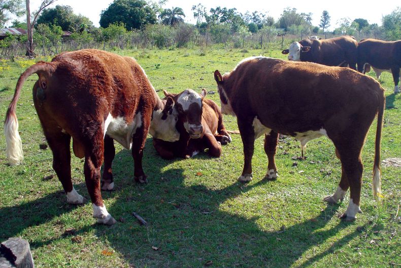 Foto Plan Ganadero1.jpg