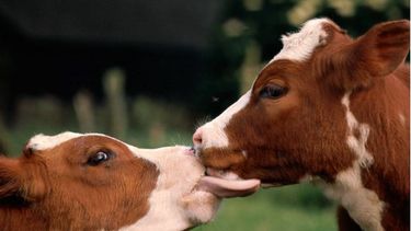 Bioseguridad. Si no se controla, el animal recién llegado puede transmitir enfermedades a los locales.&nbsp;