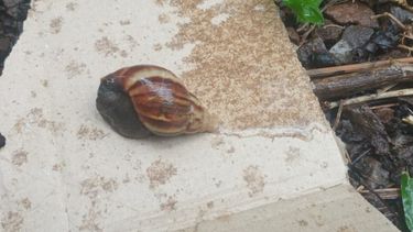 Se trabaja en distintas acciones para prevenir y controlar la dispersión de&nbsp; especies invasoras.