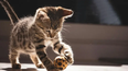 Un entorno estimulante favorece el bienestar animal de los gatos.