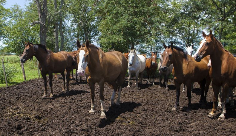 Se informó el primer brote de encefalomielitis equina del oeste (EEO) en la provincia de Chubut.