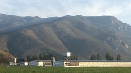 El brote de influenza aviar se dio en El Monte, una comuna histórica de la Provincia de Talagante.