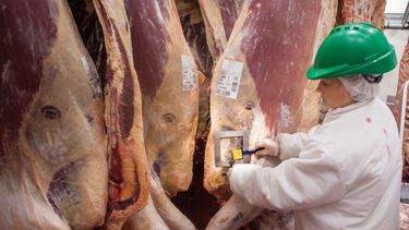 La caída de faena golpea a los frigoríficos.