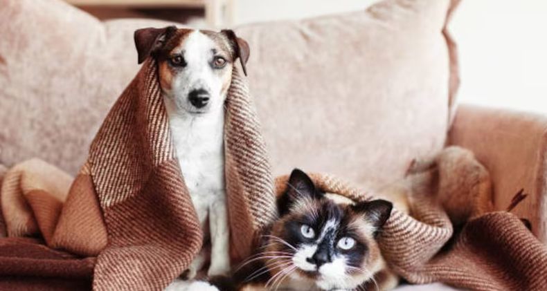 Animales de compañía&nbsp;en invierno: cuándo el abrigo es una necesidad y no una moda.