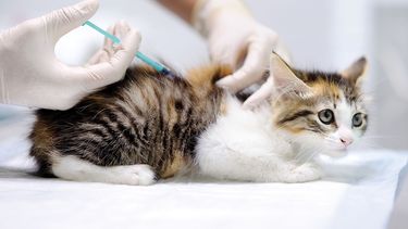 Medicina felina. Estudio arroja una supervivencia de hasta al menos 6 meses en el 86% de los gatos tratados con remdesivir. 