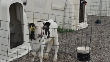 El estudio destaca la necesidad de un enfoque individualizado en la cría y manejo de los terneros.