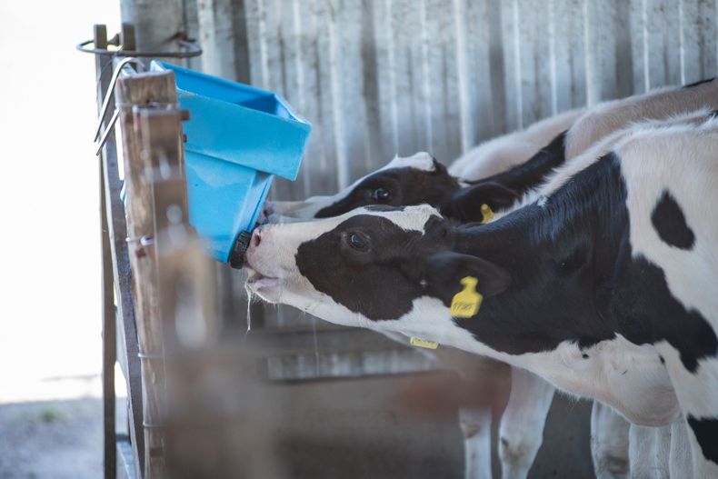 Se deben garantizar los requerimientos nutricionales y crecimiento en las primeras semanas de vida de los terneros.