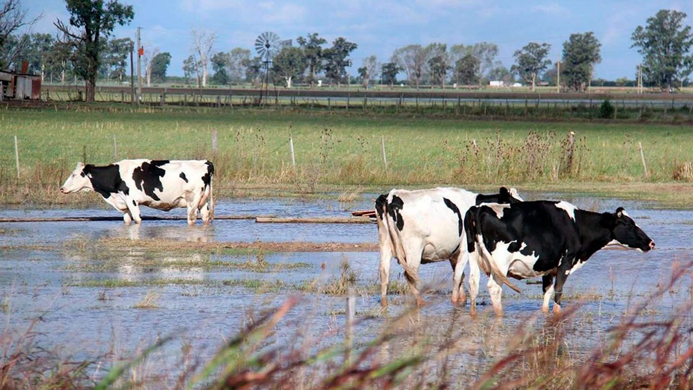 El Niño plantea un desafío de manejo y planificación para los productores y veterinarios.