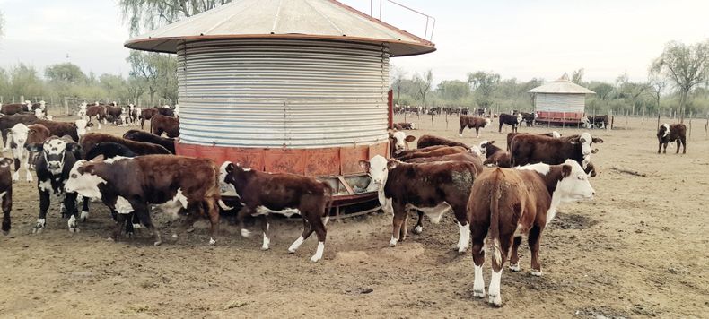 Es clave seguir desterrando mitos&nbsp; sobre el destete bovino en prácticas de vital trascendencia para el negocio ganadero.