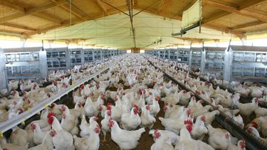 Suben las exportaciones aviares tras recuperar el estatus sanitario.