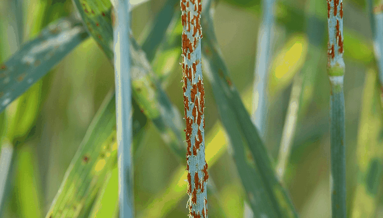 Roya del tallo de trigo.