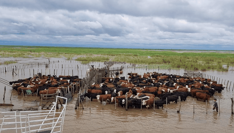 Anticiparse a El Niño fortalece la producción ganadera santafesina.