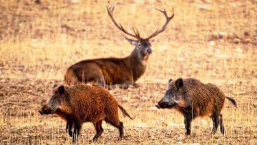 Prevención sanitaria frente al avance de especies exóticas.