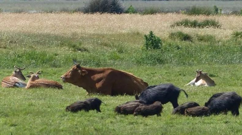 La OMSA apunta a mitigar zoonosis en entornos rurales mixtos.