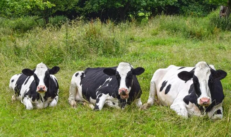 Producción láctea. El bienestar de las vacas y la productividad económica son proporcionales.