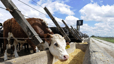 El calor y el manejo favorecen la aparición de neumonías en bovinos.