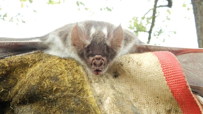 Senasa intervino en las medidas de rigor frente al brote de rabia paresiante en Formosa.