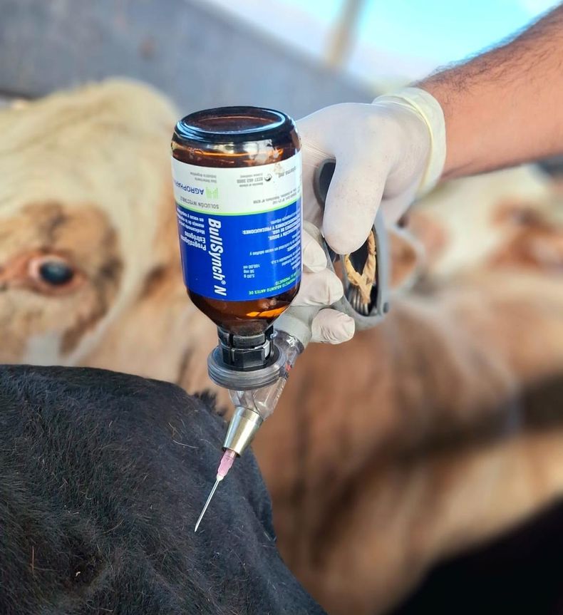 Ganadería. Bullsynch opera como una herramienta eficaz en la gestión del rodeo.