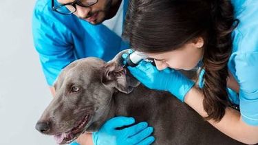 Probiótico: estudio para inhibir patógenos de otitis en perros.
