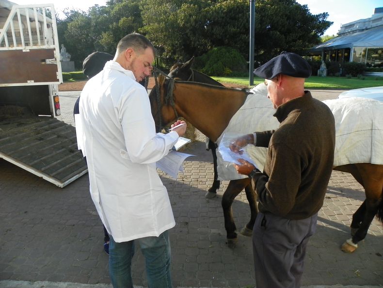 Encefalomielitis equina: los veterinarios que trabajen con caballos deben hacer el reporte epidemiológico.