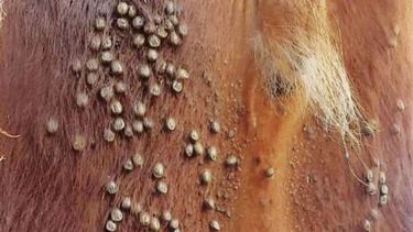 Curso de garrapata bovina y anaplasmosis: formación veterinaria en Entre Ríos.