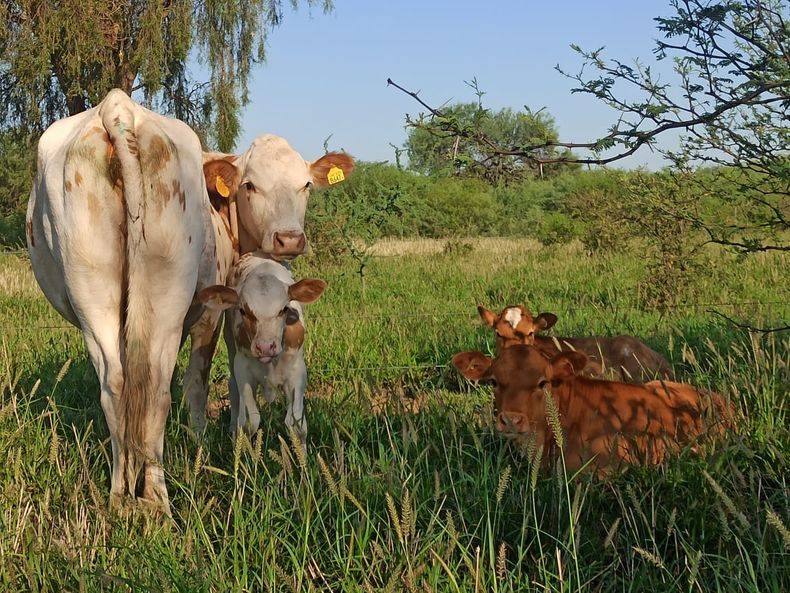El servicio estacionado como&nbsp; manejo para aumentar la eficiencia en la reproducción bovina.