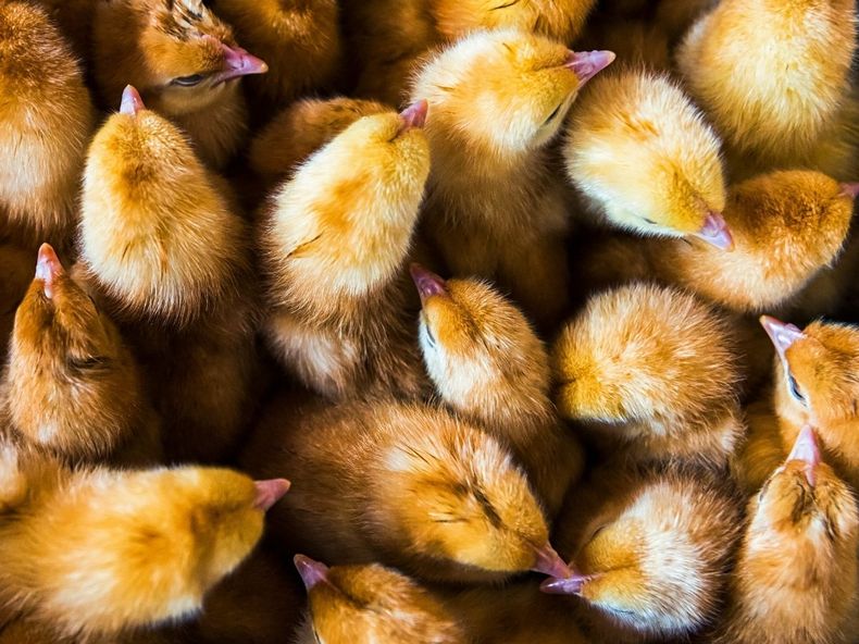 avicultura ucrania 4x3 1.jpg