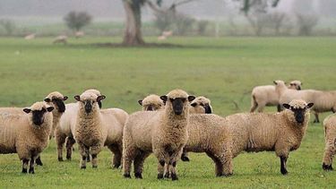 En la provincia de Córdoba hay más de 400.000 ovinos y unos 300 productores.