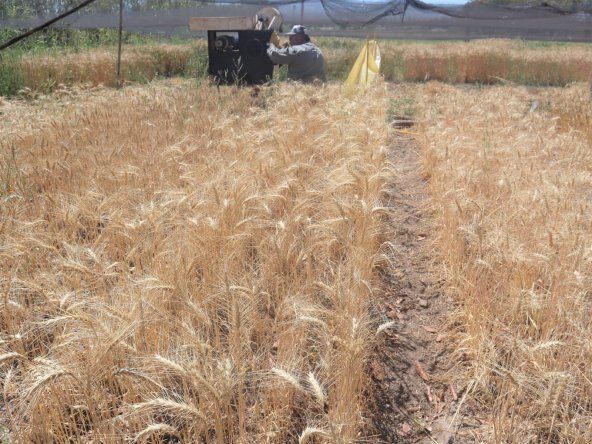 Buenas chances para el trigo en el Norte.