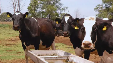 Purines: una solución sostenible para mejorar forrajes.