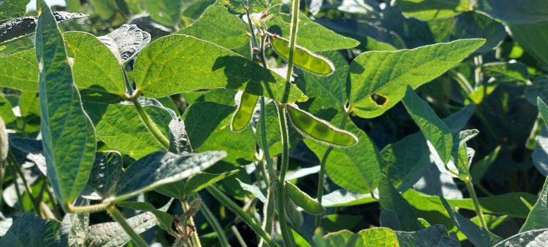 ¿Cómo impactan las lluvias en el cultivo de soja?
